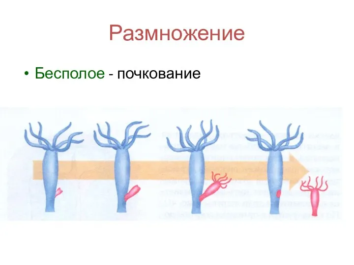 Размножение Бесполое - почкование