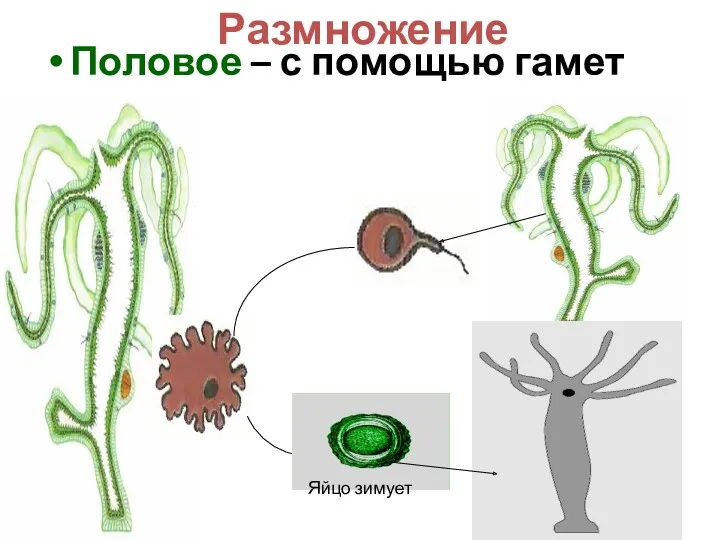 Размножение Половое – с помощью гамет Яйцо зимует