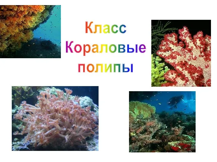 Класс Кораловые полипы