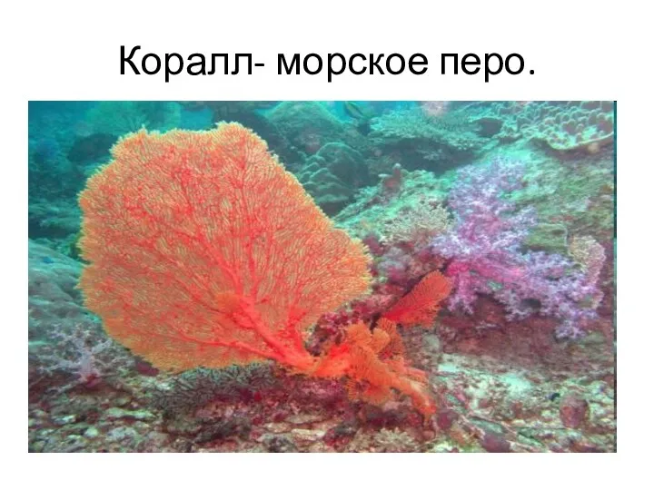 Коралл- морское перо.