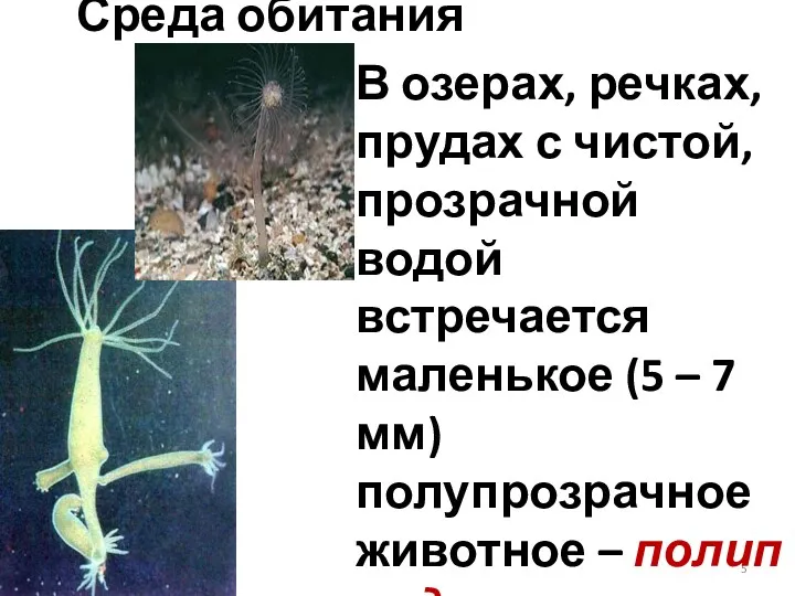 В озерах, речках, прудах с чистой, прозрачной водой встречается маленькое