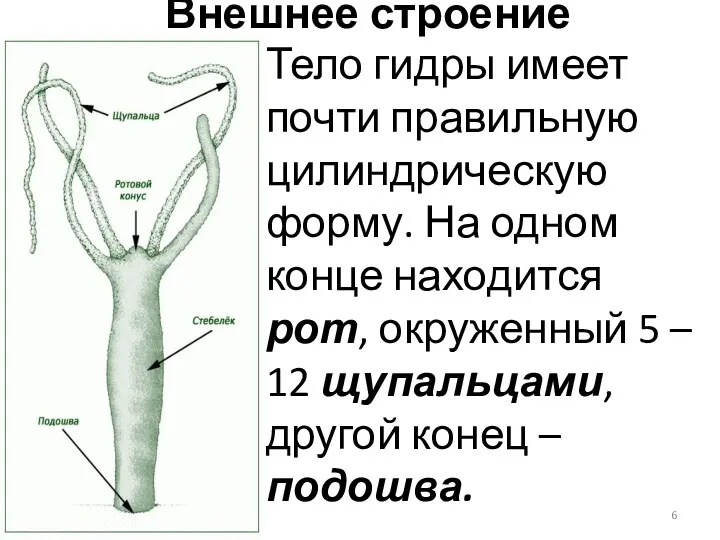 Внешнее строение Тело гидры имеет почти правильную цилиндрическую форму. На