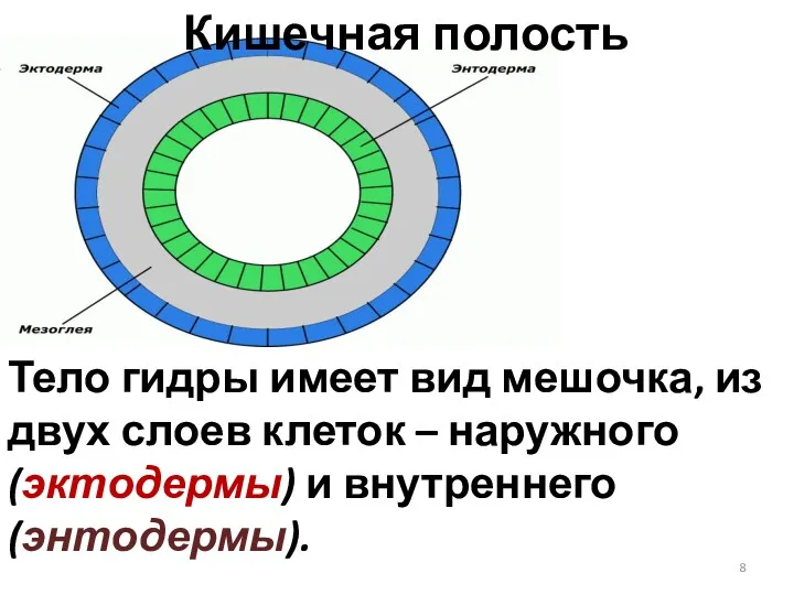 Кишечная полость Тело гидры имеет вид мешочка, из двух слоев