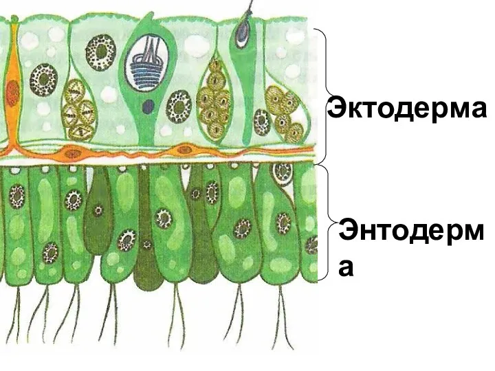 Эктодерма Энтодерма