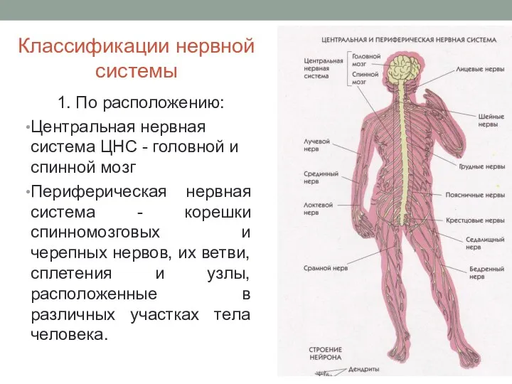 Классификации нервной системы 1. По расположению: Центральная нервная система ЦНС