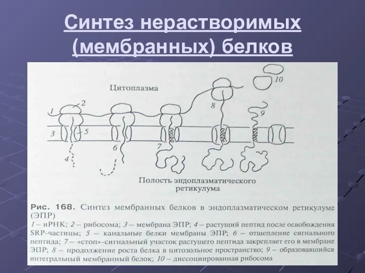 Синтез нерастворимых (мембранных) белков