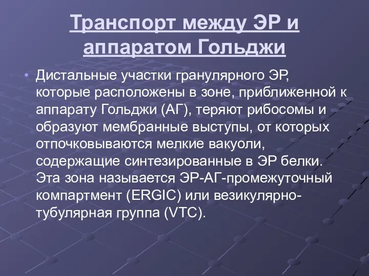 Транспорт между ЭР и аппаратом Гольджи Дистальные участки гранулярного ЭР,