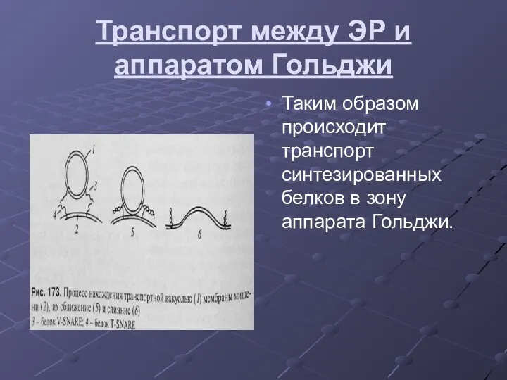 Транспорт между ЭР и аппаратом Гольджи Таким образом происходит транспорт синтезированных белков в зону аппарата Гольджи.