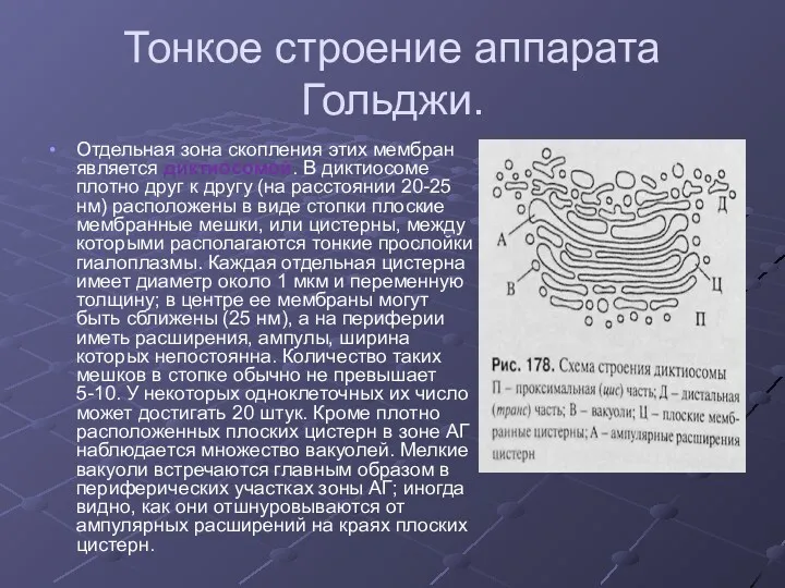 Тонкое строение аппарата Гольджи. Отдельная зона скопления этих мембран является