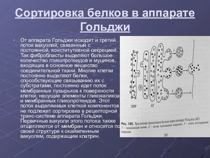 Сортировка белков в аппарате Гольджи От аппарата Гольджи исходит и