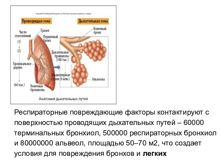 Респираторные повреждающие факторы контактируют с поверхностью проводящих дыхательных путей –