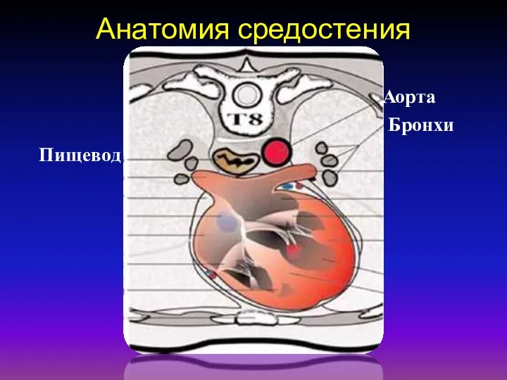 Анатомия средостения Бронхи Аорта Пищевод