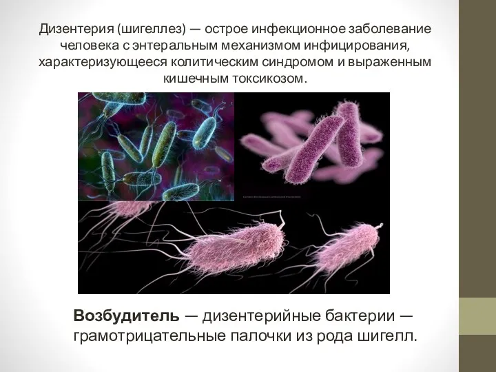 Дизентерия (шигеллез) — острое инфекционное заболевание человека с энтеральным механизмом