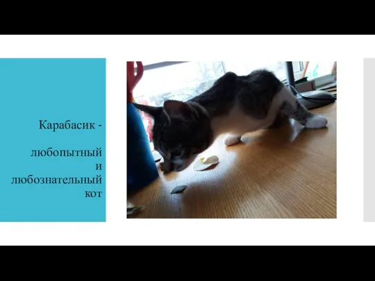 Карабасик - любопытный и любознательный кот