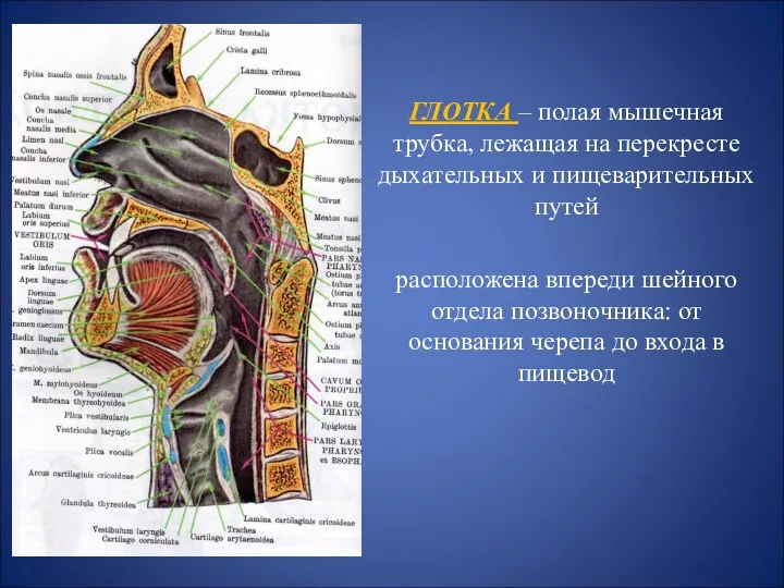 ГЛОТКА – полая мышечная трубка, лежащая на перекресте дыхательных и