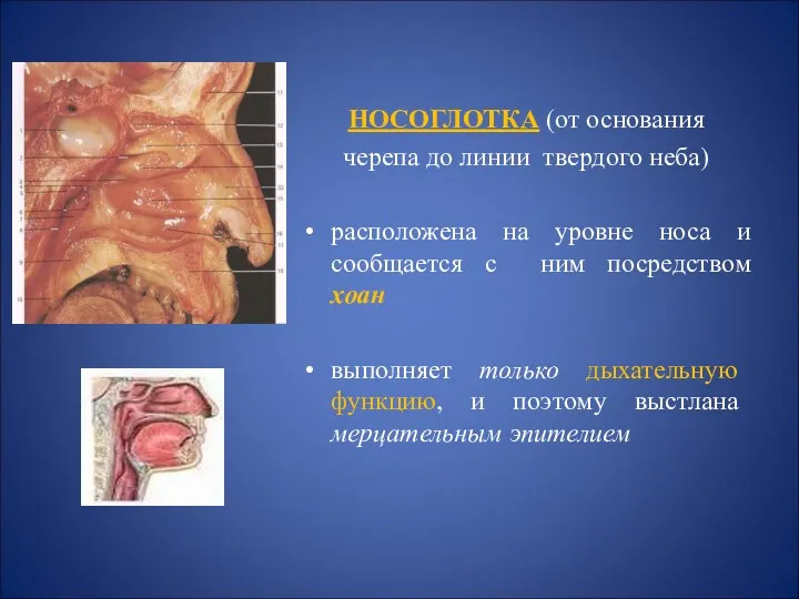 НОСОГЛОТКА (от основания черепа до линии твердого неба) расположена на