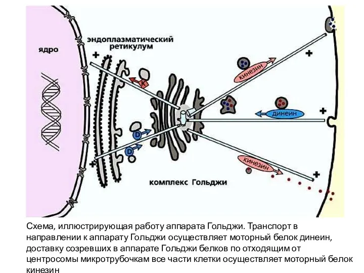 Схема, иллюстрирующая работу аппарата Гольджи. Транспорт в направлении к аппарату