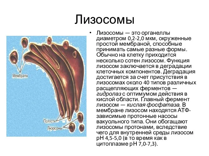 Лизосомы Лизосомы — это органеллы диаметром 0,2-2,0 мкм, окруженные простой