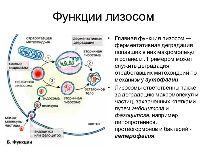 Функции лизосом Главная функция лизосом — ферментативная деградация попавших в