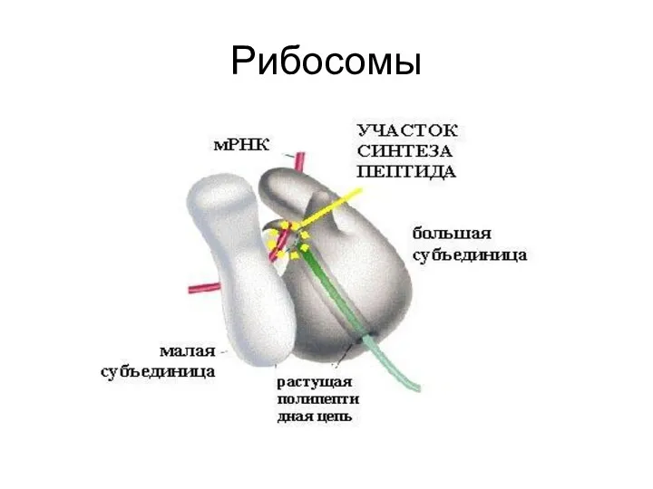 Рибосомы