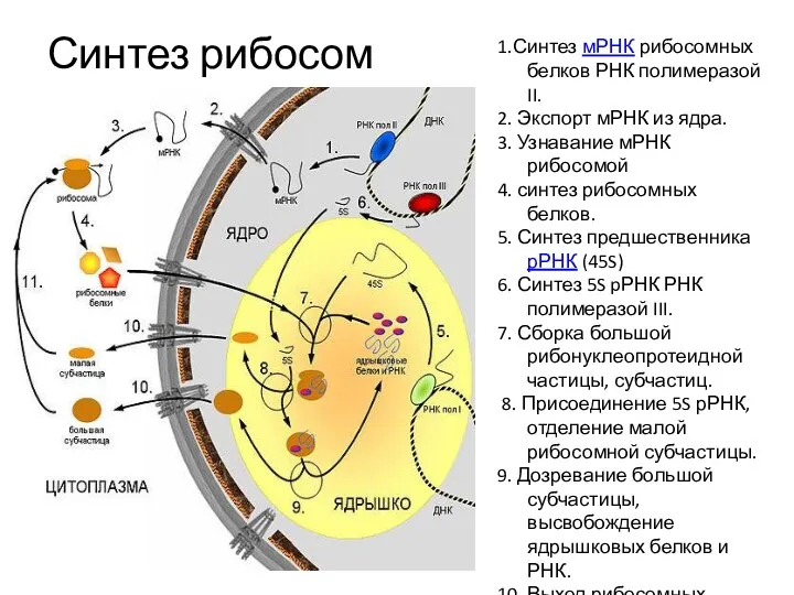 Синтез рибосом 1.Синтез мРНК рибосомных белков РНК полимеразой II. 2.