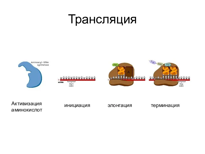 Трансляция Активизация аминокислот инициация элонгация терминация