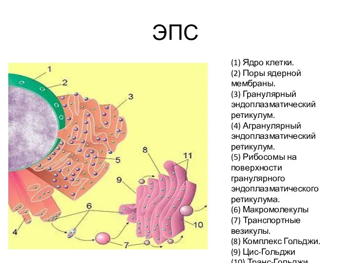 ЭПС (1) Ядро клетки. (2) Поры ядерной мембраны. (3) Гранулярный