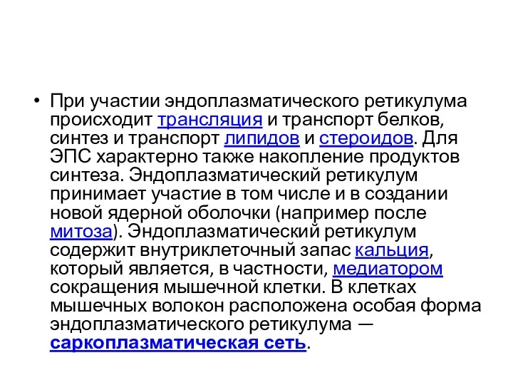 При участии эндоплазматического ретикулума происходит трансляция и транспорт белков, синтез