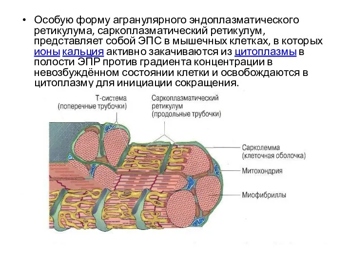 Особую форму агранулярного эндоплазматического ретикулума, саркоплазматический ретикулум, представляет собой ЭПС