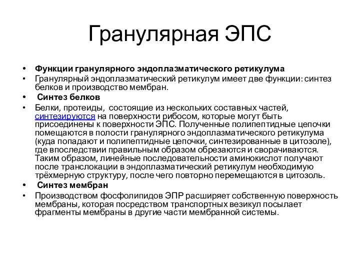 Гранулярная ЭПС Функции гранулярного эндоплазматического ретикулума Гранулярный эндоплазматический ретикулум имеет