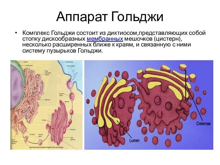 Аппарат Гольджи Комплекс Гольджи состоит из диктиосом,представляющих собой стопку дискообразных