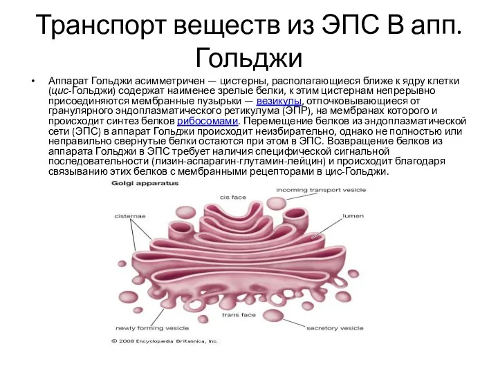 Транспорт веществ из ЭПС В апп. Гольджи Аппарат Гольджи асимметричен