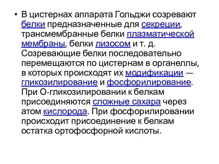 В цистернах аппарата Гольджи созревают белки предназначенные для секреции, трансмембранные