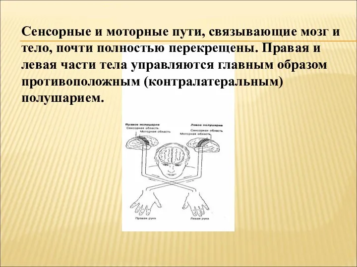 Сенсорные и моторные пути, связывающие мозг и тело, почти полностью