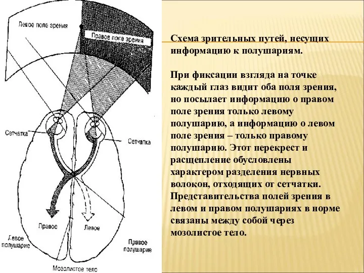 Схема зрительных путей, несущих информацию к полушариям. При фиксации взгляда