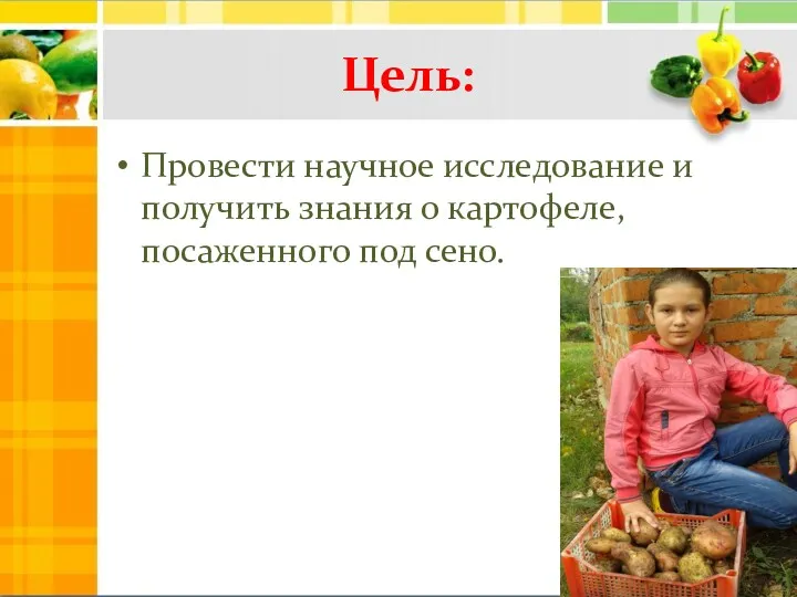 Цель: Провести научное исследование и получить знания о картофеле, посаженного под сено.