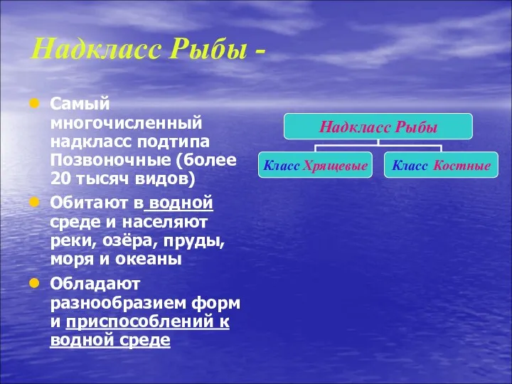 Надкласс Рыбы - Самый многочисленный надкласс подтипа Позвоночные (более 20