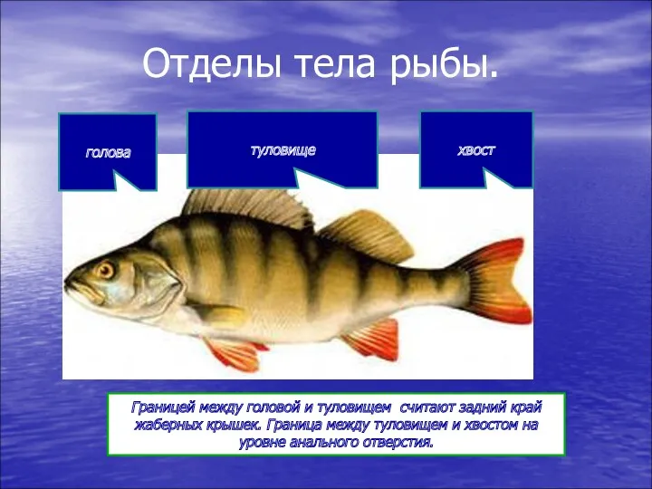 Отделы тела рыбы. туловище голова хвост Границей между головой и