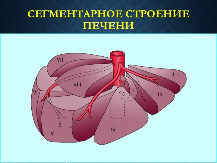 СЕГМЕНТАРНОЕ СТРОЕНИЕ ПЕЧЕНИ