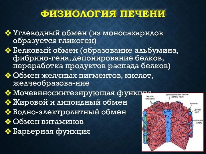 ФИЗИОЛОГИЯ ПЕЧЕНИ Углеводный обмен (из моносахаридов образуется гликоген)‏ Белковый обмен