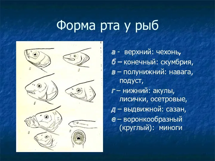 Форма рта у рыб а - верхний: чехонь, б – конечный: скумбрия, в
