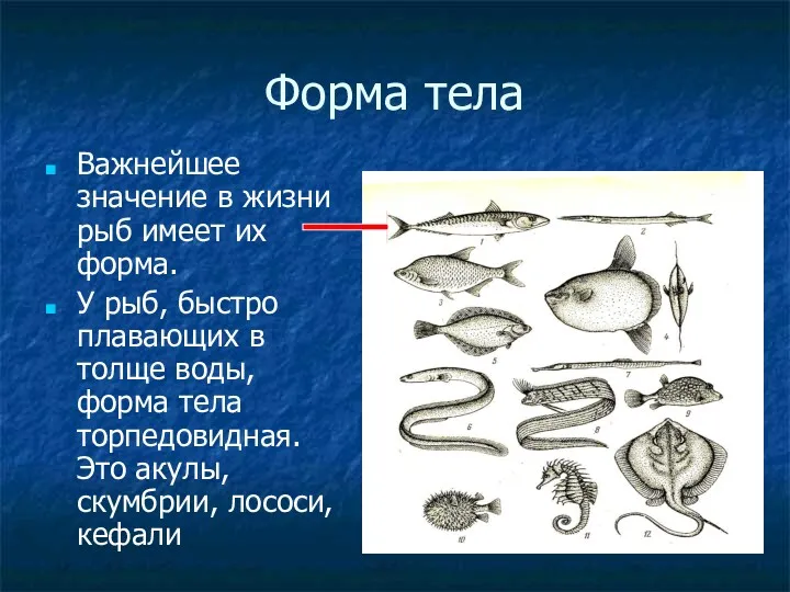 Форма тела Важнейшее значение в жизни рыб имеет их форма.