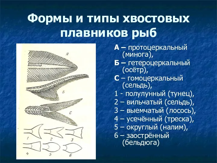 Формы и типы хвостовых плавников рыб А – протоцеркальный (минога), Б – гетероцеркальный