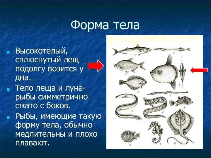 Форма тела Высокотелый, сплюснутый лещ подолгу возится у дна. Тело леща и луна-рыбы