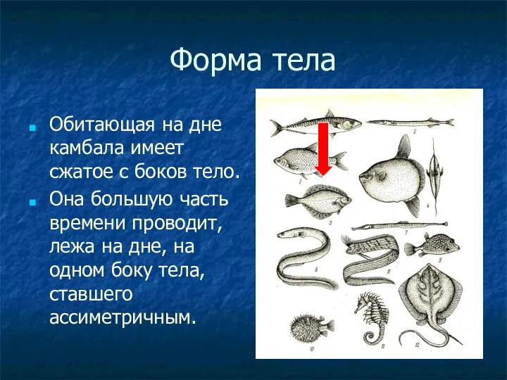 Форма тела Обитающая на дне камбала имеет сжатое с боков тело. Она большую