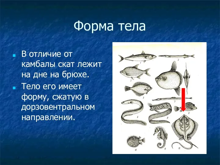 Форма тела В отличие от камбалы скат лежит на дне на брюхе. Тело