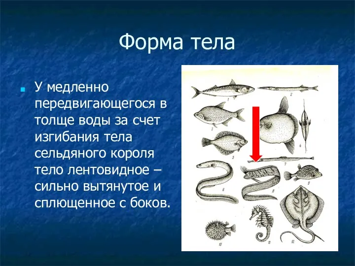 Форма тела У медленно передвигающегося в толще воды за счет изгибания тела сельдяного