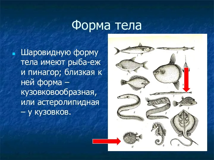 Форма тела Шаровидную форму тела имеют рыба-еж и пинагор; близкая к ней форма