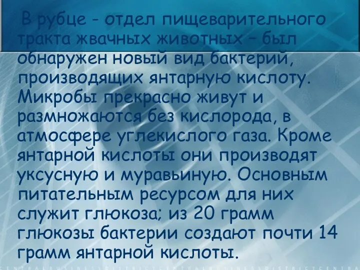 В рубце - отдел пищеварительного тракта жвачных животных – был