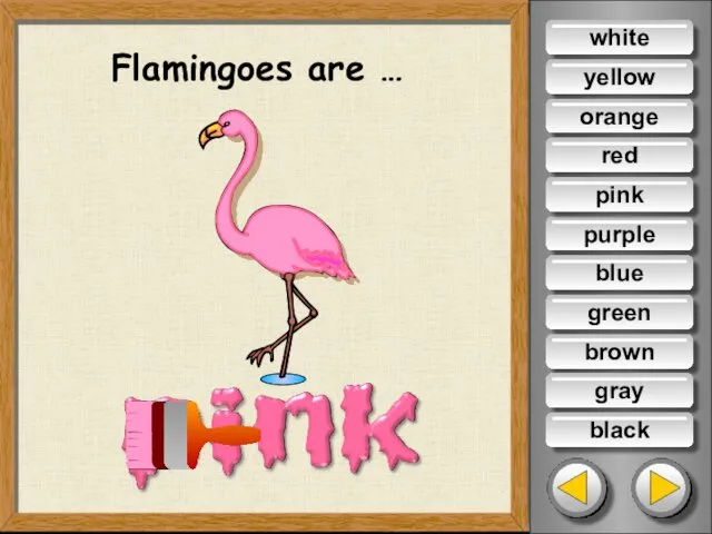 Flamingoes are … white yellow orange red purple blue green brown gray black pink